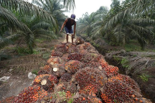 Créer une entreprise rentable de transformation d’huile de palme en Côte d’Ivoire